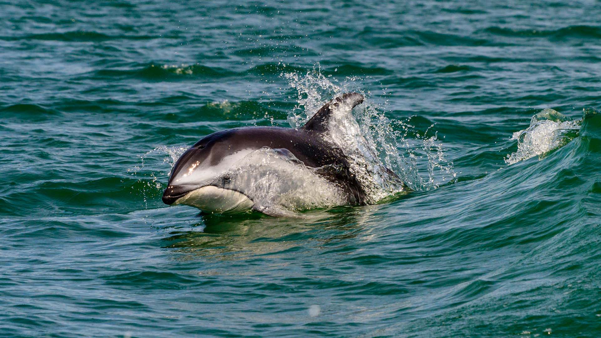 A Pacific white-sided dolphin surfacing