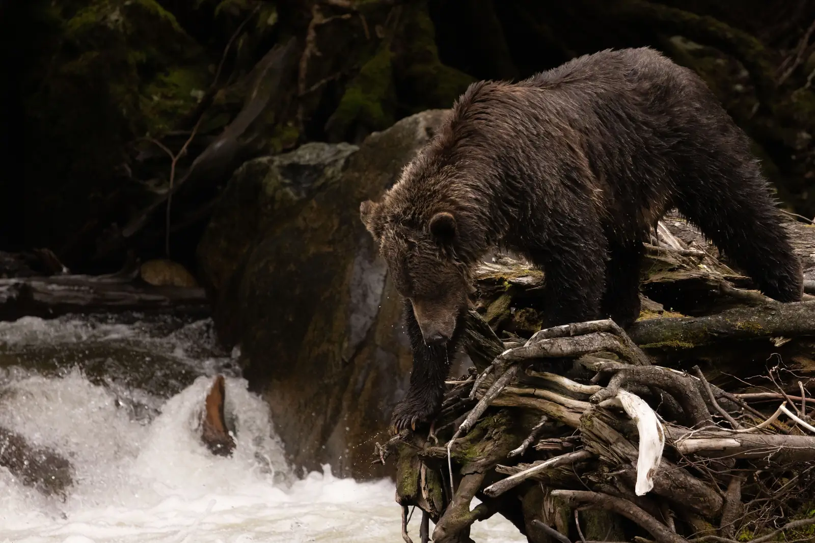 A grizzly bear at the river mouth