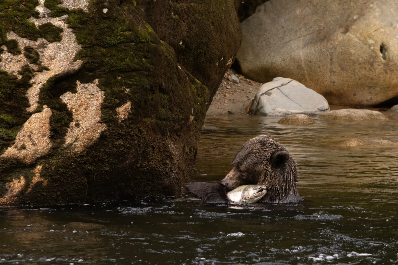 A grizzly bear eating a salmon in a river