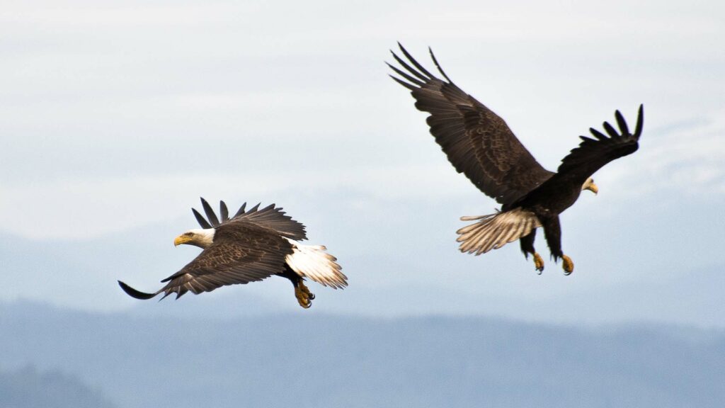 Bald eagle
