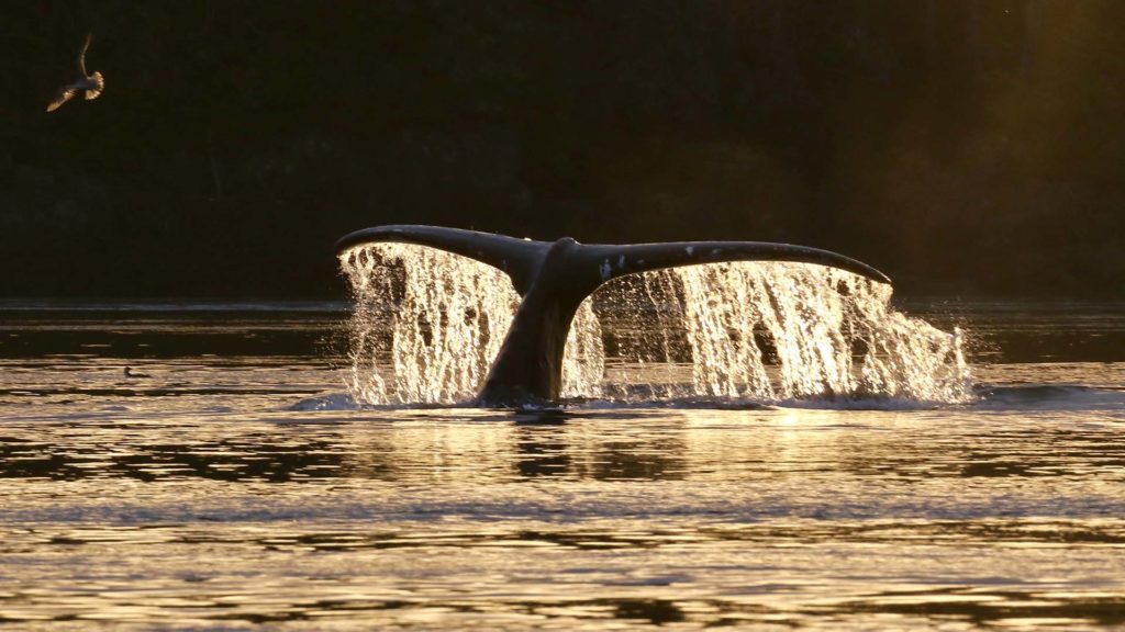 Humpback whale in Blackfish Sound