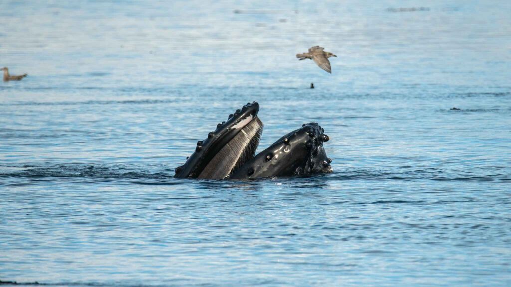 Humpback whale in Blackfish Sound