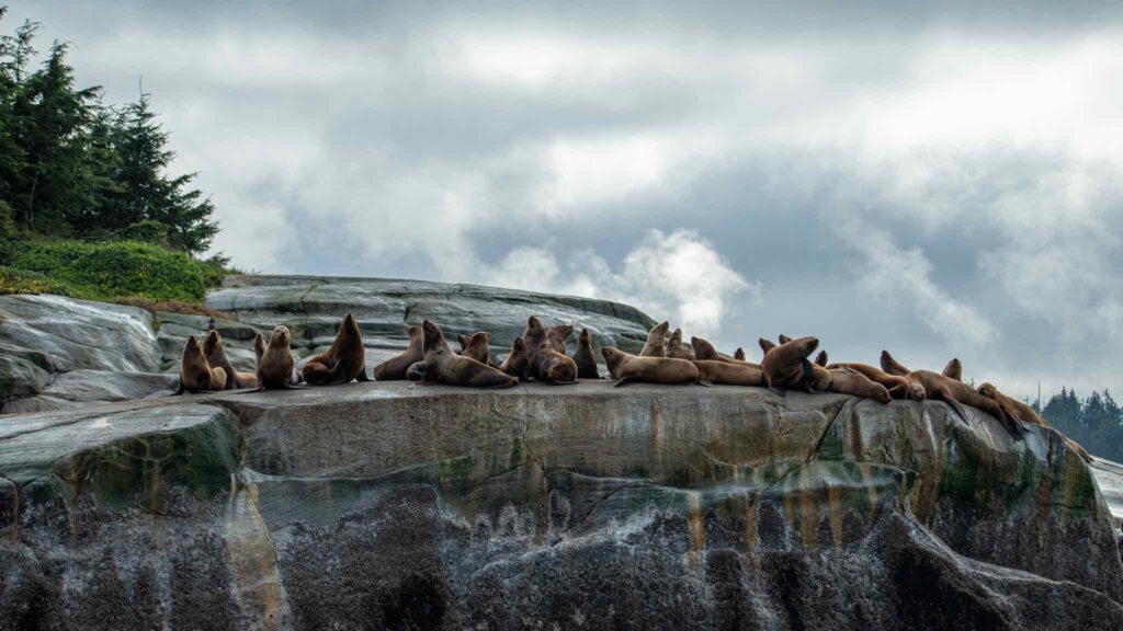 Steller sea lions