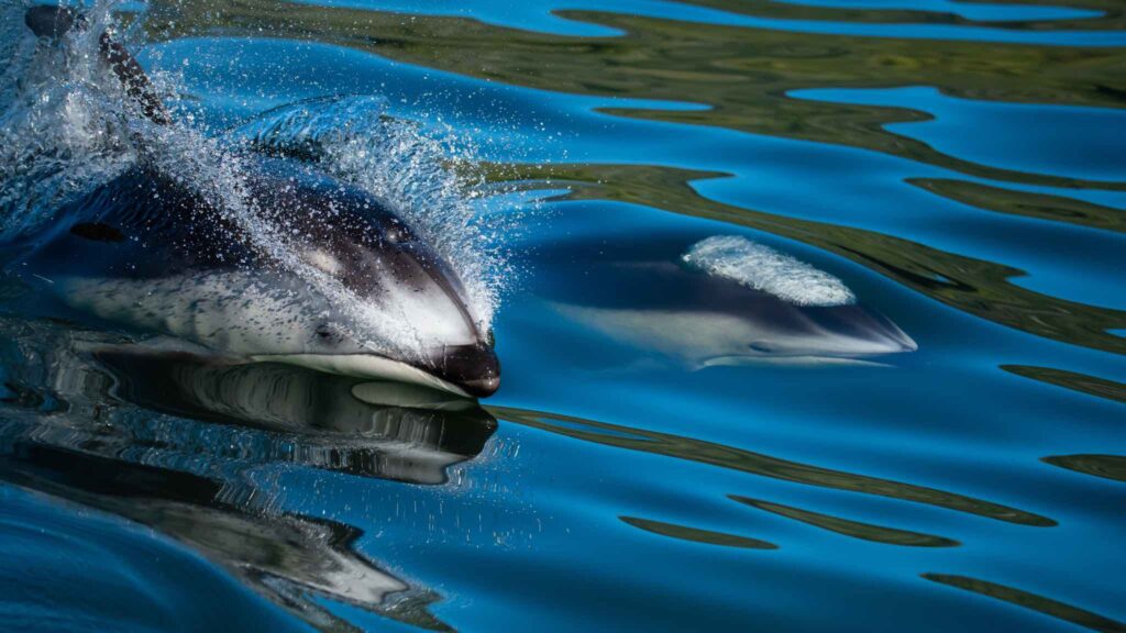 A Pacific white-sided dolphin