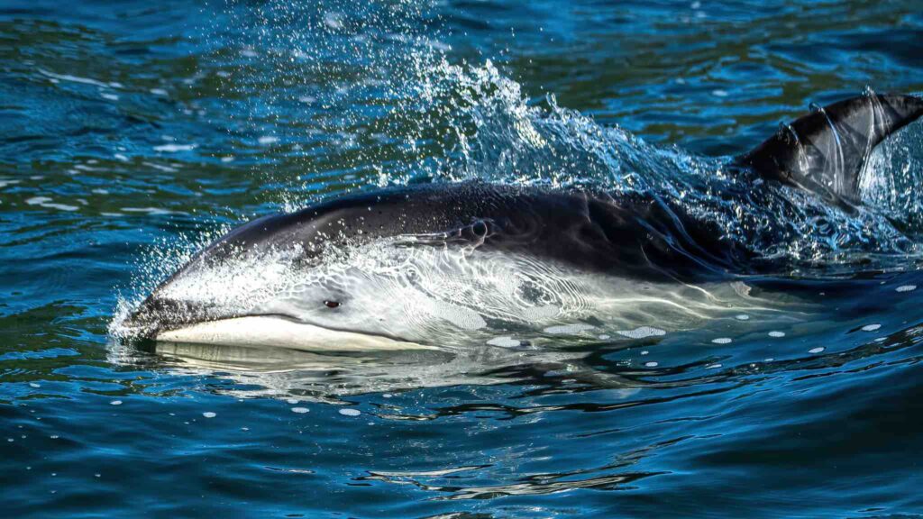 A Pacific white-sided dolphin