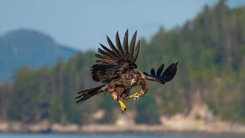 Bald eagle