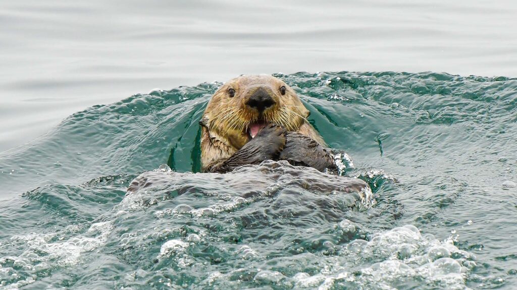 Sea otter