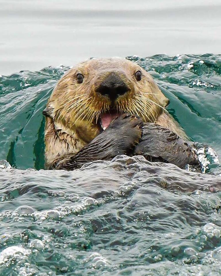 Sea otter