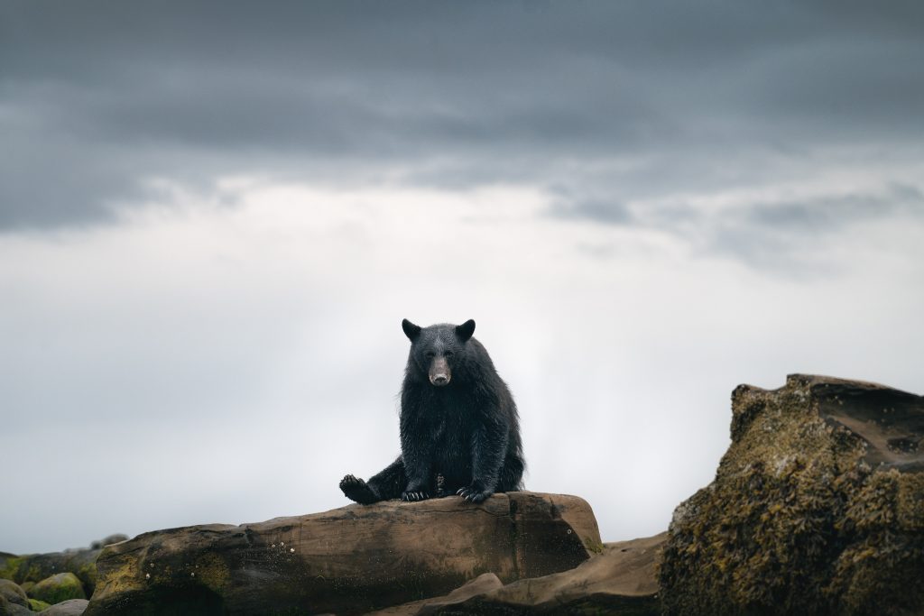 Black bear