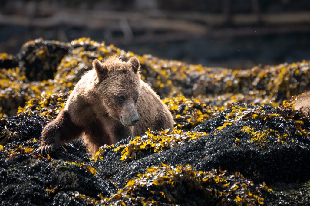 A grizzly bear on the shoreline
