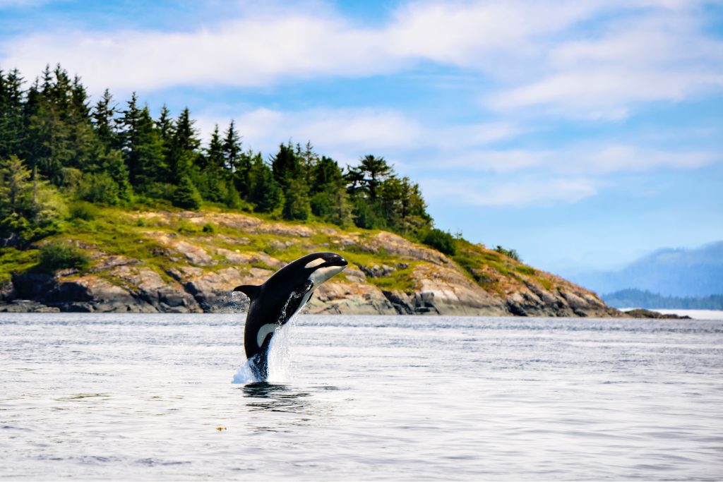 Northern Resident orca