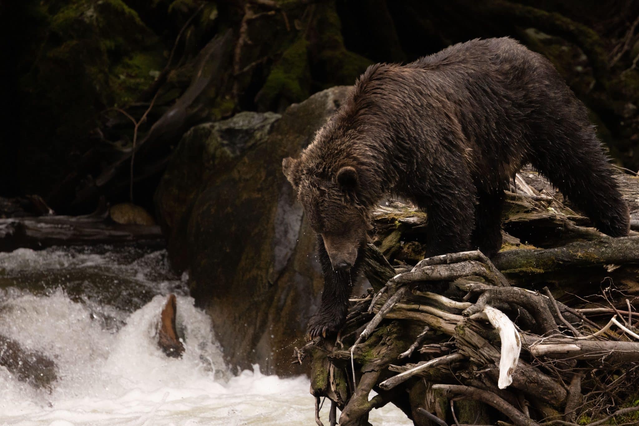 Grizzly bear above salmon stream in the Great Bear Rainforest