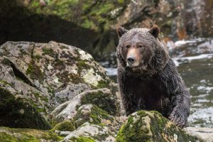 A grizzly bear in the Great Bear Rainforest gazes directly toward the camera — ethical grizzly bear viewing Great Bear Rainforest