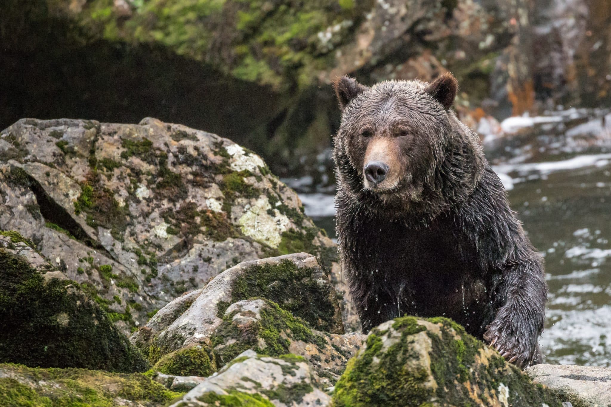 Grizzly bear in the Great Bear Rainforest