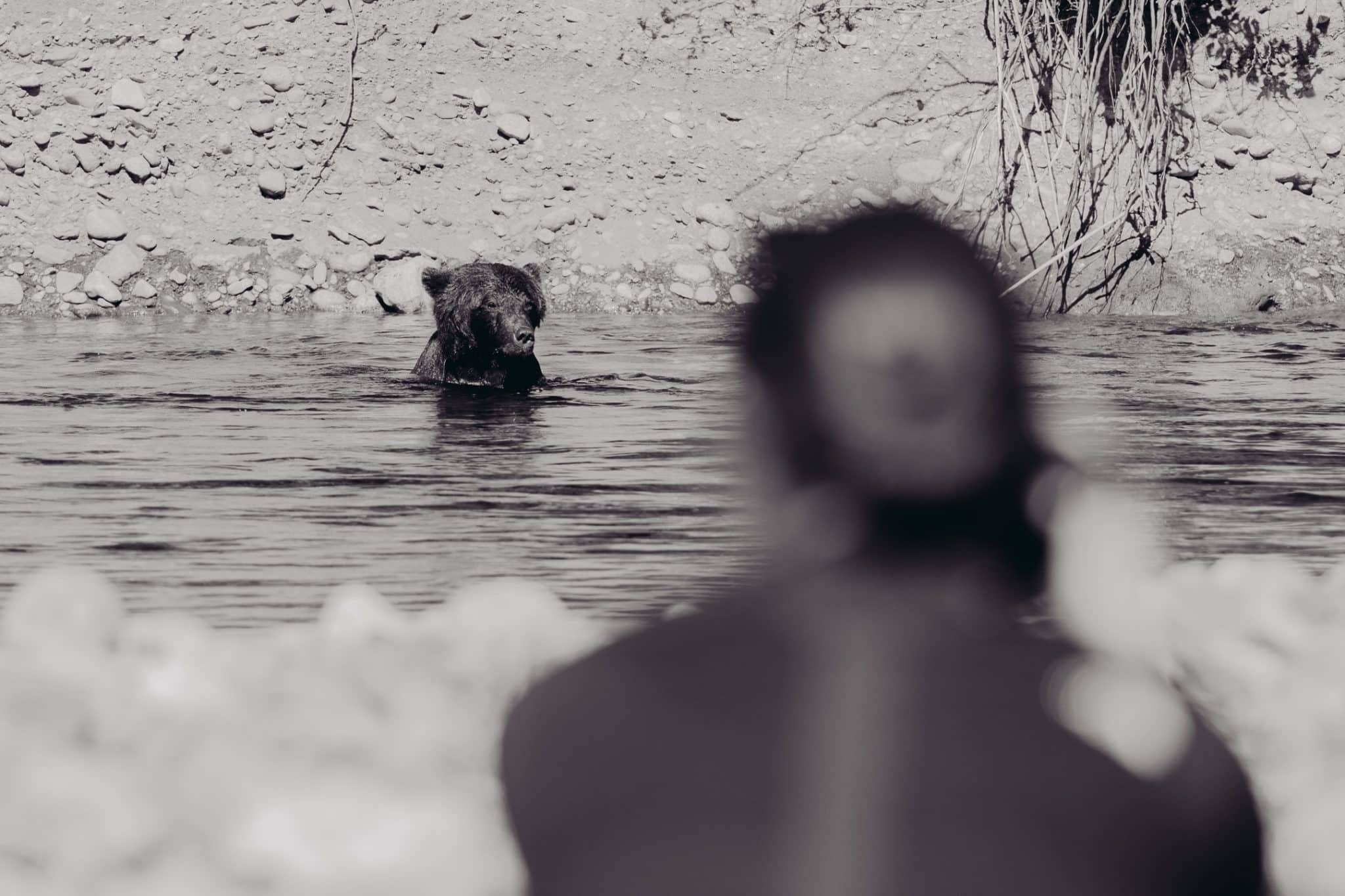 A grizzly bear in the river viewed from behind a guide in the foreground, black and white photograph