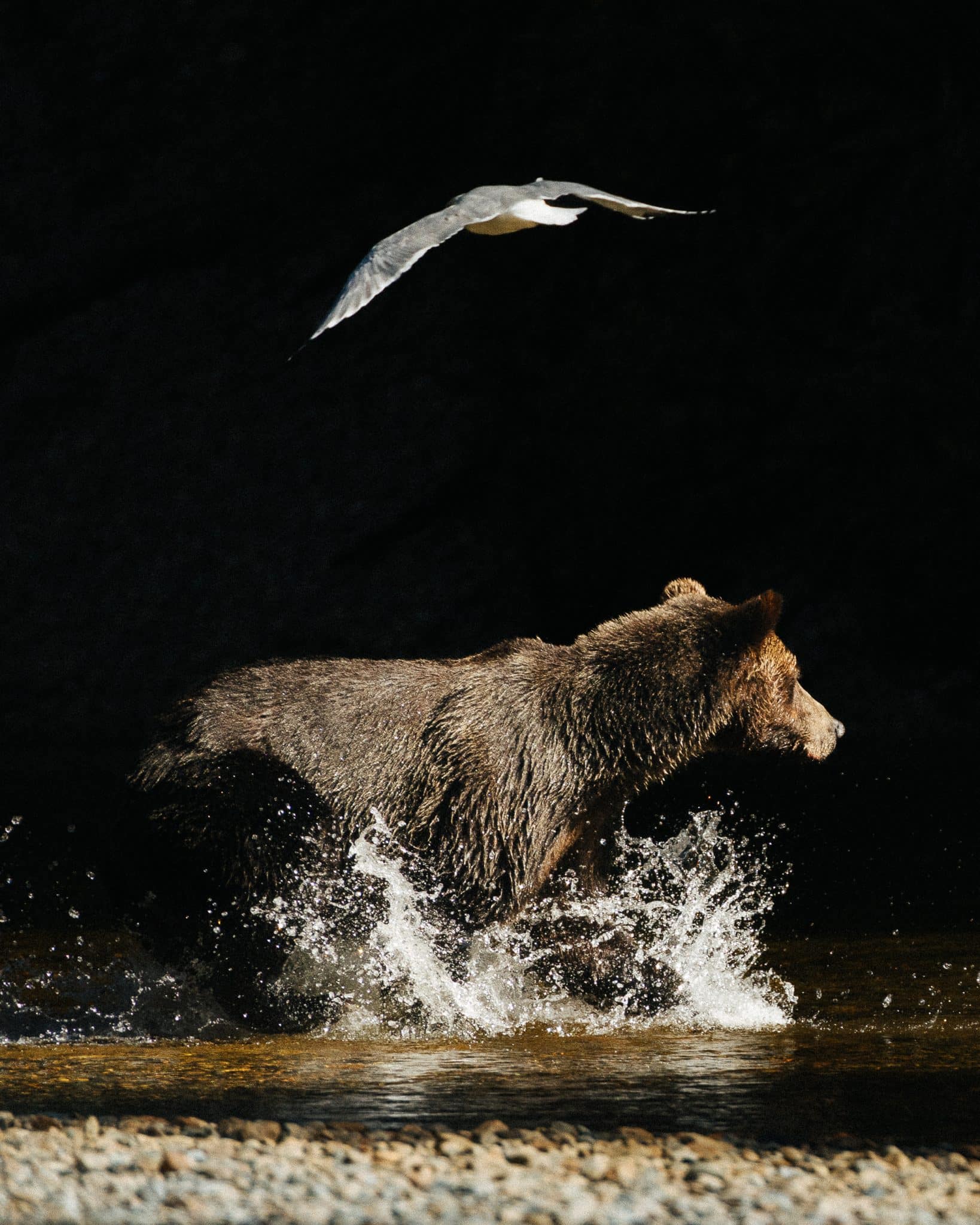 A grizzly bear charges through a river at night with a seagull flying overhead, dramatic lighting