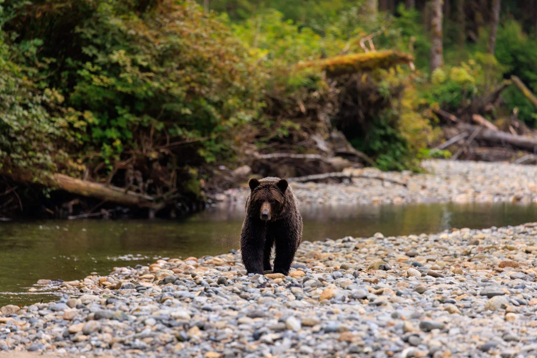 A grizzly bear walks along a rocky riverbank in the Great Bear Rainforest, British Columbia