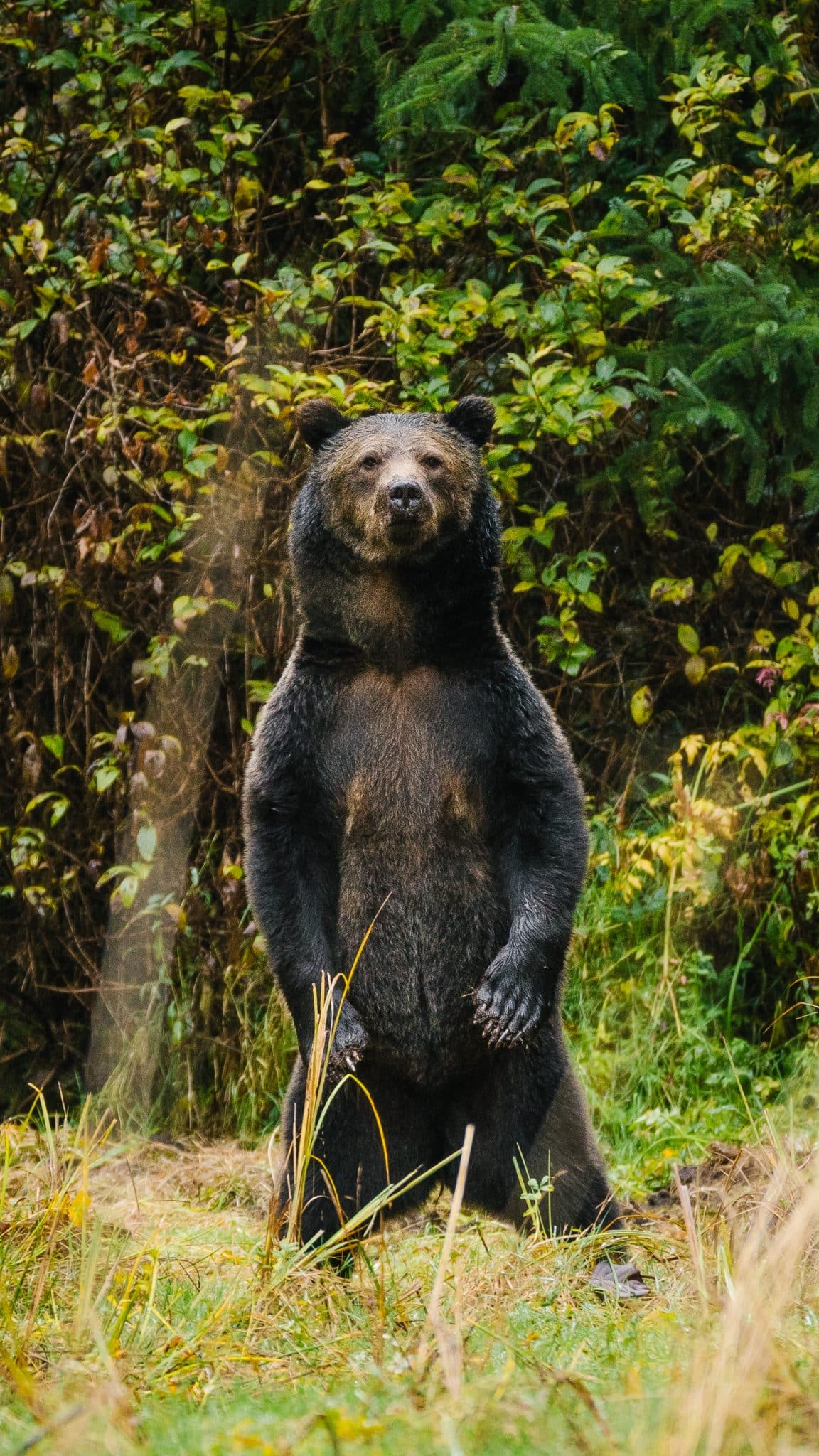 Grizzly bear at the forest edge along Knight Inlet shoreline during bear watching holiday in Great Bear Rainforest