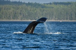 A humpback whale tail fluke rises from the water as the whale dives in Kwakwaka wakw territory