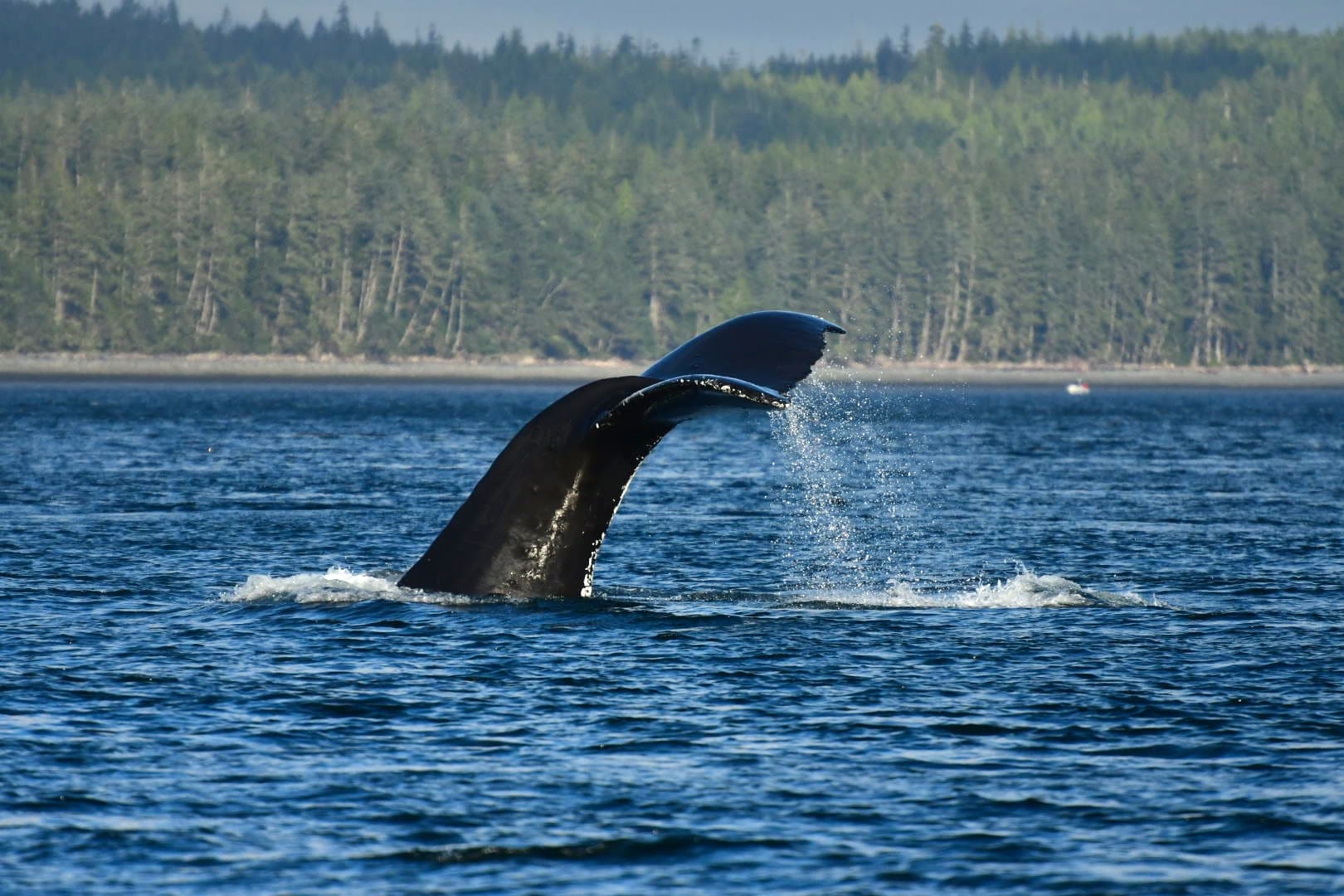 A humpback whale tail fluke rises from the water as the whale dives in Kwakwaka'wakw territory
