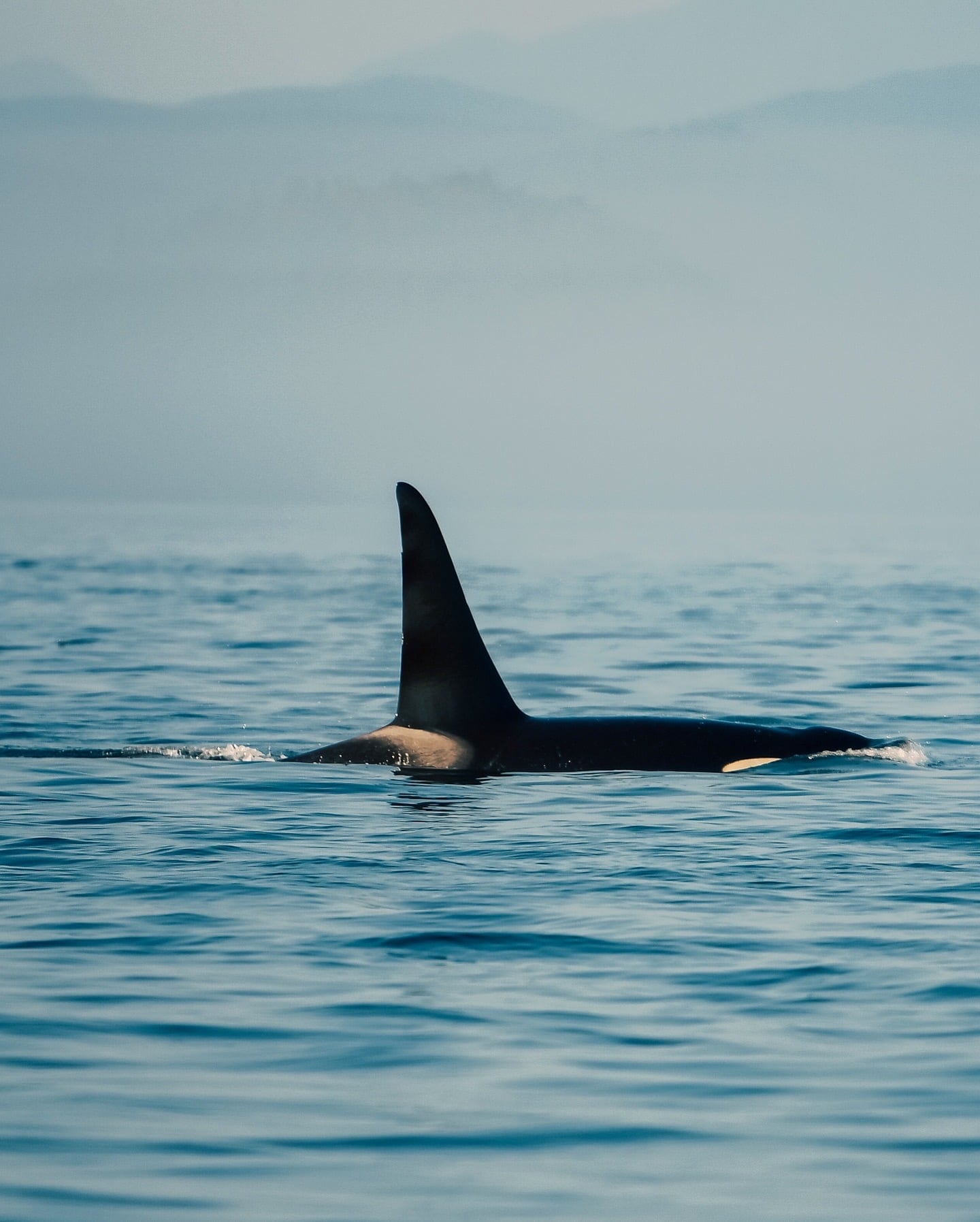An orca surfaces in the calm waters near the Great Bear Rainforest coastline