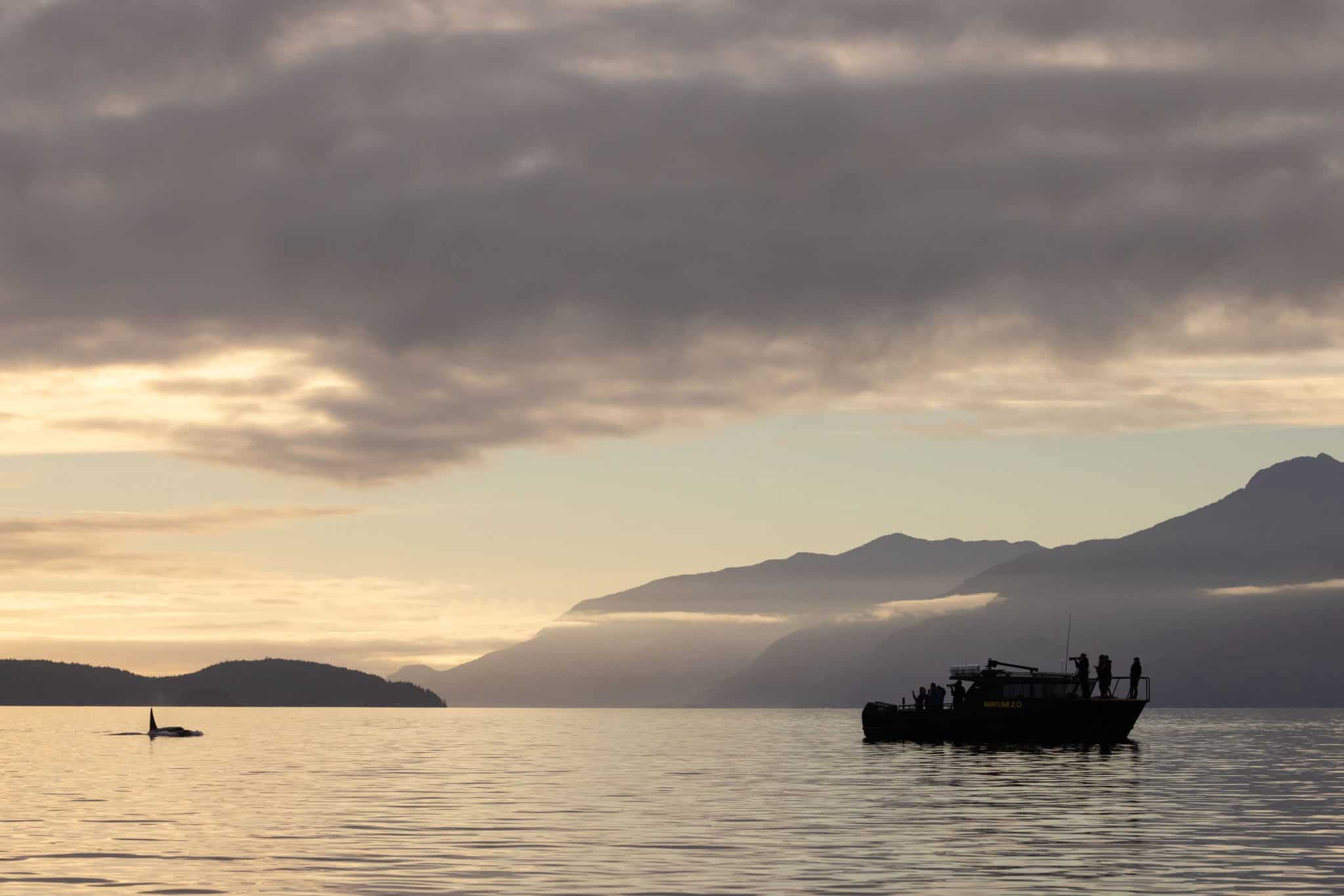 An orca surfaces near a whale-watching boat at sunset with mountains in the background