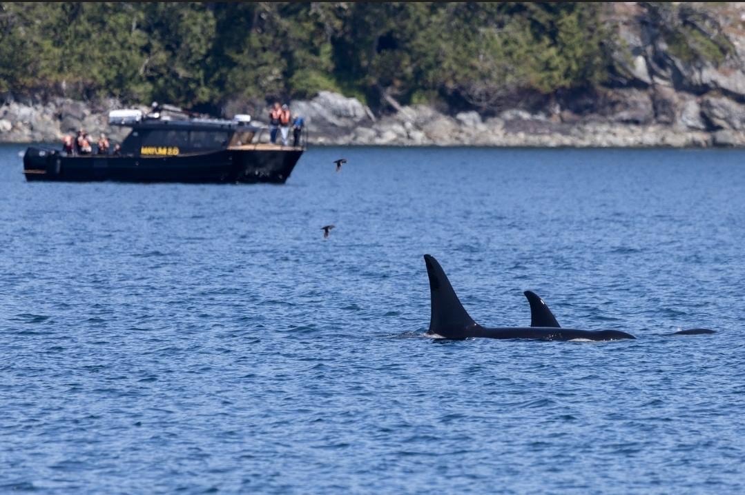 Two orcas surface near a whale-watching boat in the Broughton Archipelago