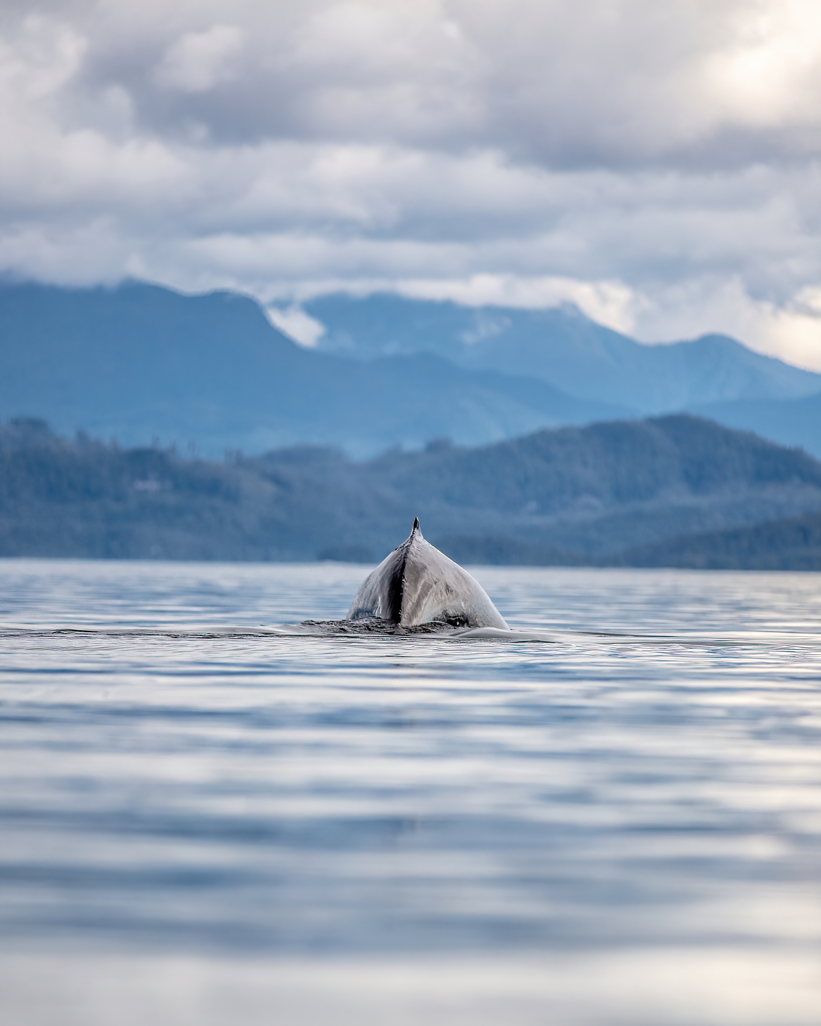 Whale surfacing in Bond Sound during Indigenous entrepreneur-led bear watching holiday in Great Bear Rainforest