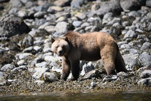 Grizzly bear alert on the rocky shoreline in spring, Great Bear Rainforest, Kwakwa̱ka̱'wakw territory