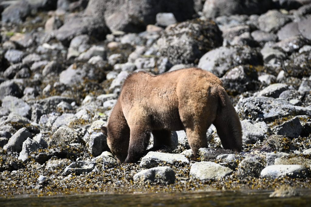 Grizzly bear feeding at low tide on the rocky shoreline, foraging for protein after the long winter sleep