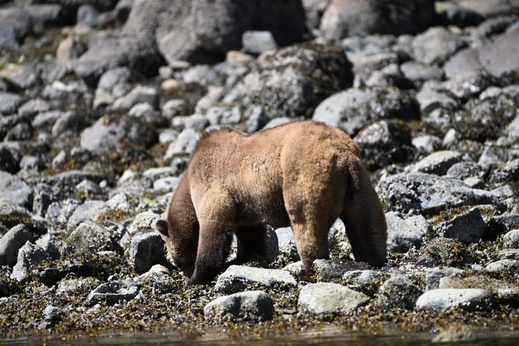 A grizzly bear foraging among the rocks on a Sea Wolf Adventures tour