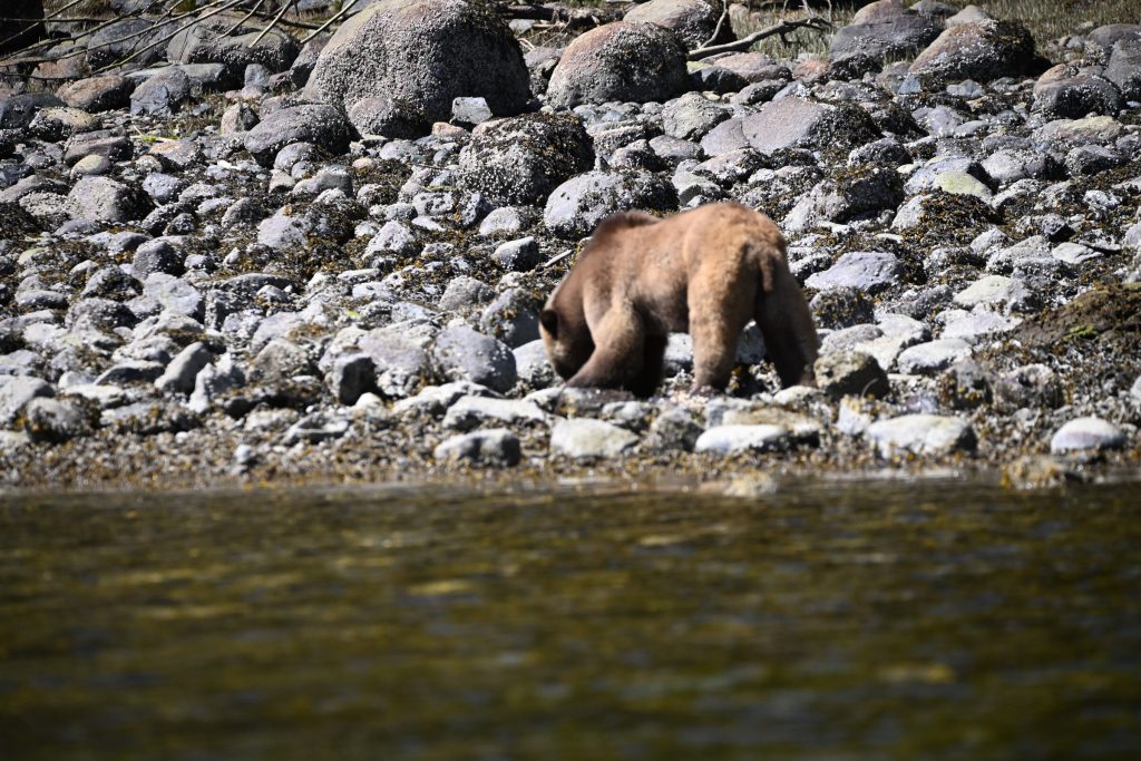 Grizzly bear seen from the water on a Sea Wolf Adventures bear-viewing tour, Knight Inlet, Kwakwa̱ka̱'wakw territory