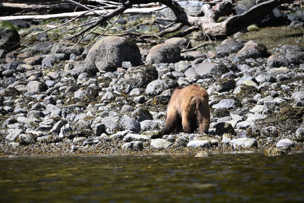 Grizzly bear feeding at the water's edge during spring on the BC coast
