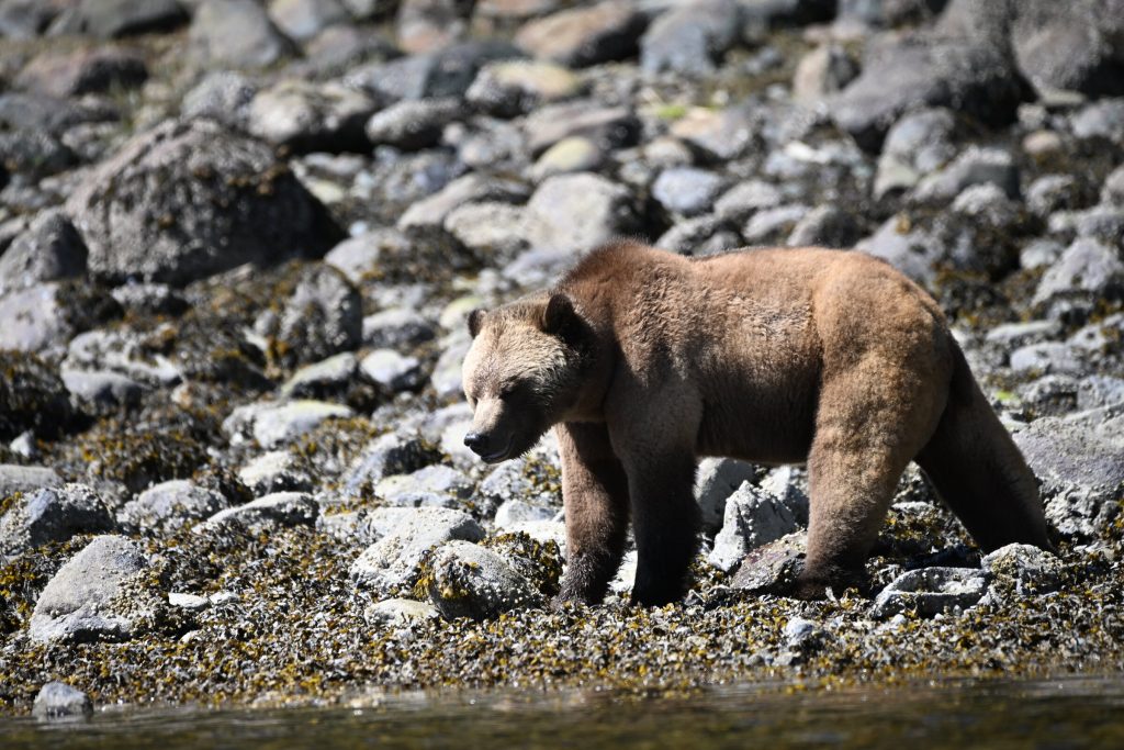 Grizzly bear walking the rocky shoreline in Kwakwa̱ka̱'wakw territory, the Great Bear Rainforest