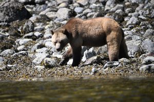 A grizzly bear at the water's edge during an Indigenous entrepreneur-led tour in the Great Bear Rainforest