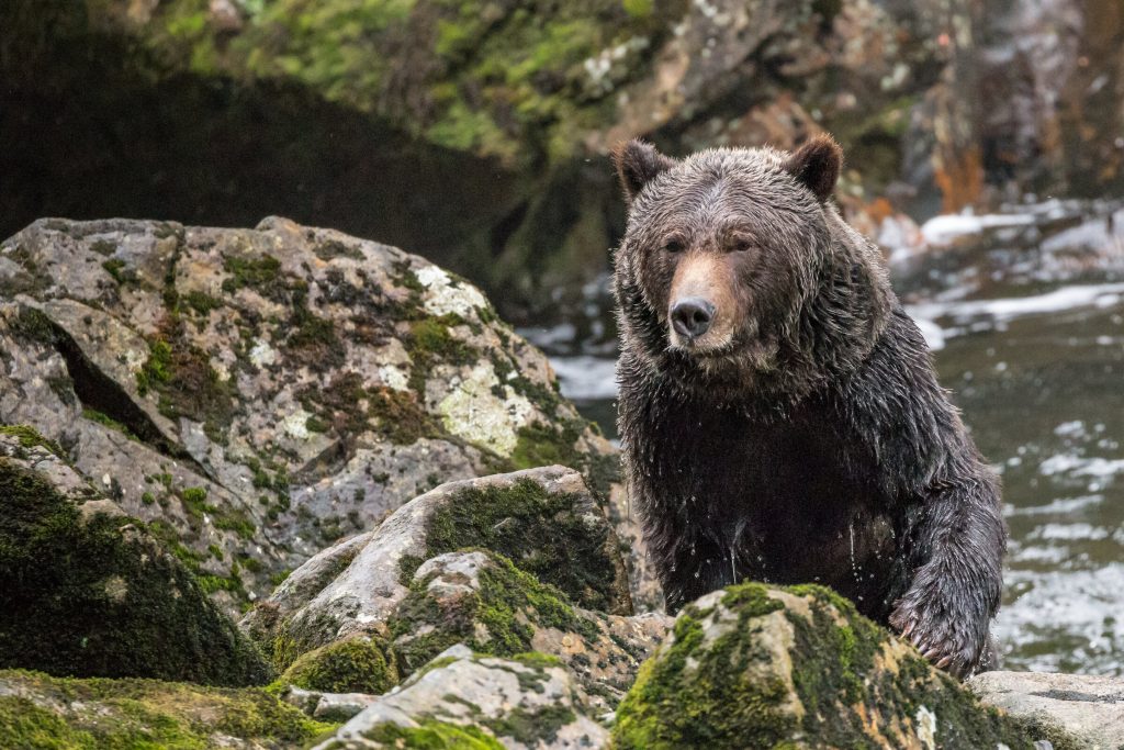 A grizzly bear on the shoreline