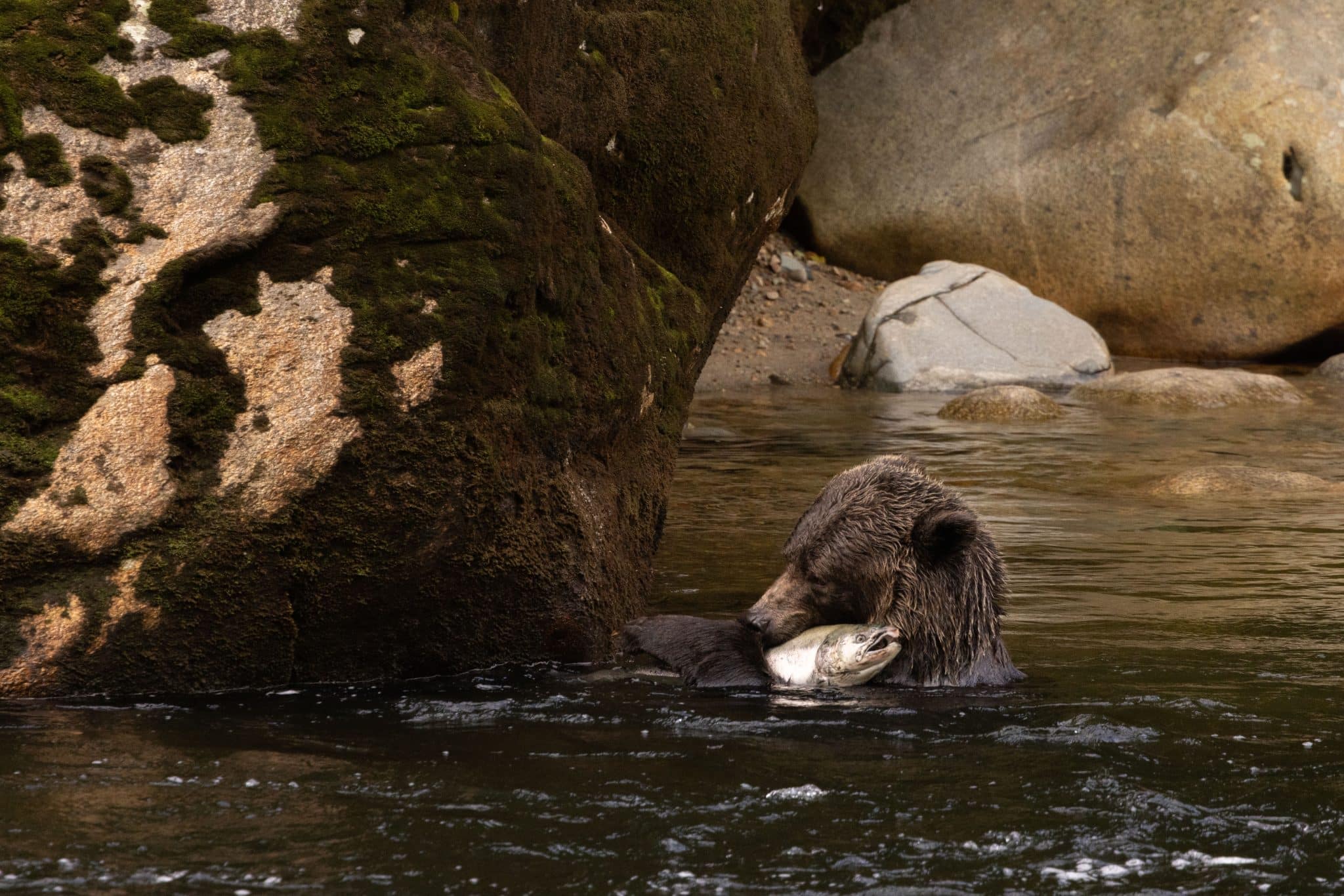 A grizzly bear with a salmon in its mouth, standing in a coastal river in the Great Bear Rainforest